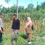 Bhabinkamtibmas Kediri Lobar dan PPL Tinjau Panen Jagung, Jaga Kestabilan Pangan Desa