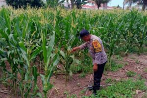 Polri Dukung Swasembada Pangan di Lombok Barat