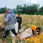 Demi Stok Pangan Nasional, Polsek Lembar Ajak Petani Salurkan Jagung Varietas NK ke Bulog