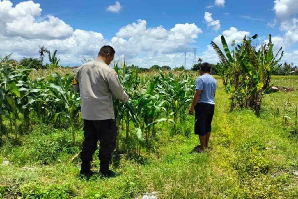 Strategi Polsek Labuapi Dukung Pangan: Jual Jagung ke Bulog &amp; Tanam Pekarangan