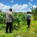 Strategi Polsek Labuapi Dukung Pangan: Jual Jagung ke Bulog & Tanam Pekarangan