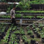 Polsek Labuapi Dorong Ketahanan Pangan di Desa Bengkel