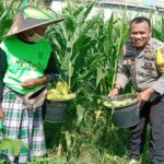 Strategi Polsek Labuapi Wujudkan Kemandirian Pangan