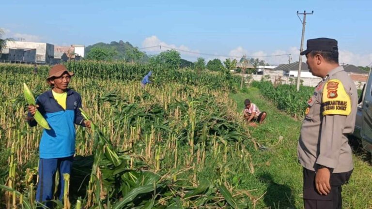 Langkah Nyata Polsek Labuapi Wujudkan Swasembada Pangan