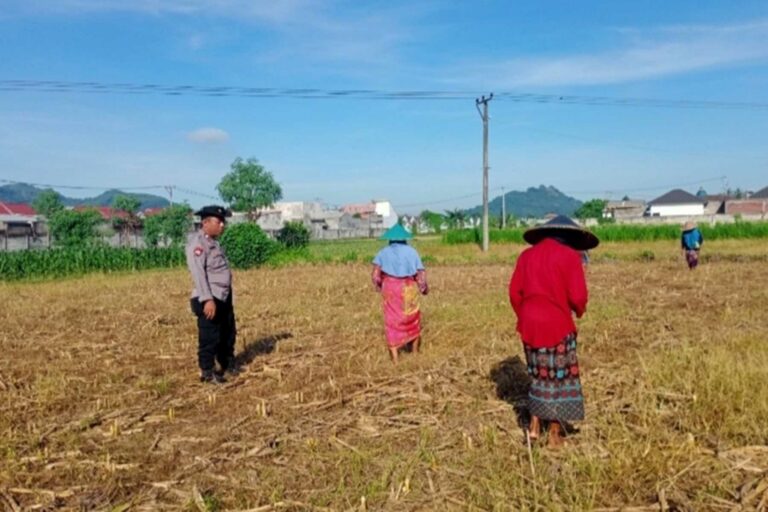 Optimalkan Lahan Pasca-Panen, Petani Lombok Barat Tanam Jagung