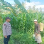 Sinergi Bhabinkamtibmas dan Peternak Gerung Perkuat Pangan