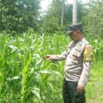 Bhabinkamtibmas Sekotong Tinjau Lahan Jagung Warga