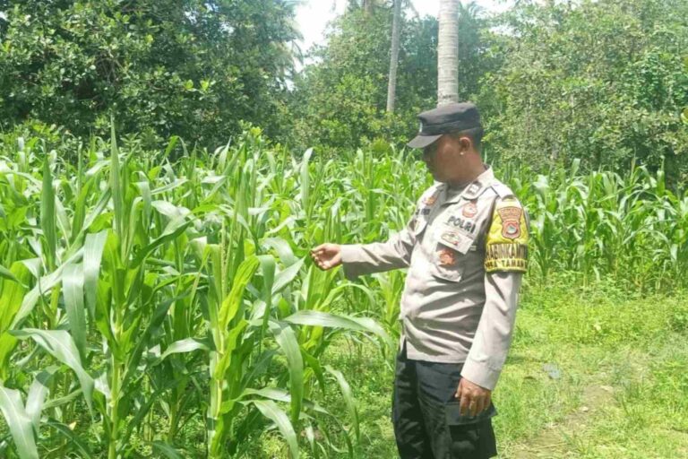 Bhabinkamtibmas Sekotong Tinjau Lahan Jagung Warga