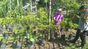 Sinergi Polri dan Warga Sidemen Lauq Budidaya Hortikultura