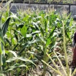 Bhabinkamtibmas Ubah Lahan Tidur Labuapi Jadi Kebun Produktif