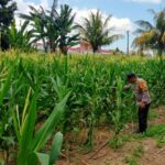 Polsek Labuapi Kawal Produktivitas Lahan Jagung di Lombok Barat