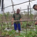 Strategi Polsek Labuapi Perkuat Stok Pangan di Lombok Barat